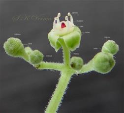  Flower and Floral buds 